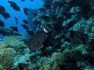 Fury Shoal