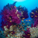 North & Tiran