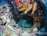 Rocky, Zabargad, St. John's